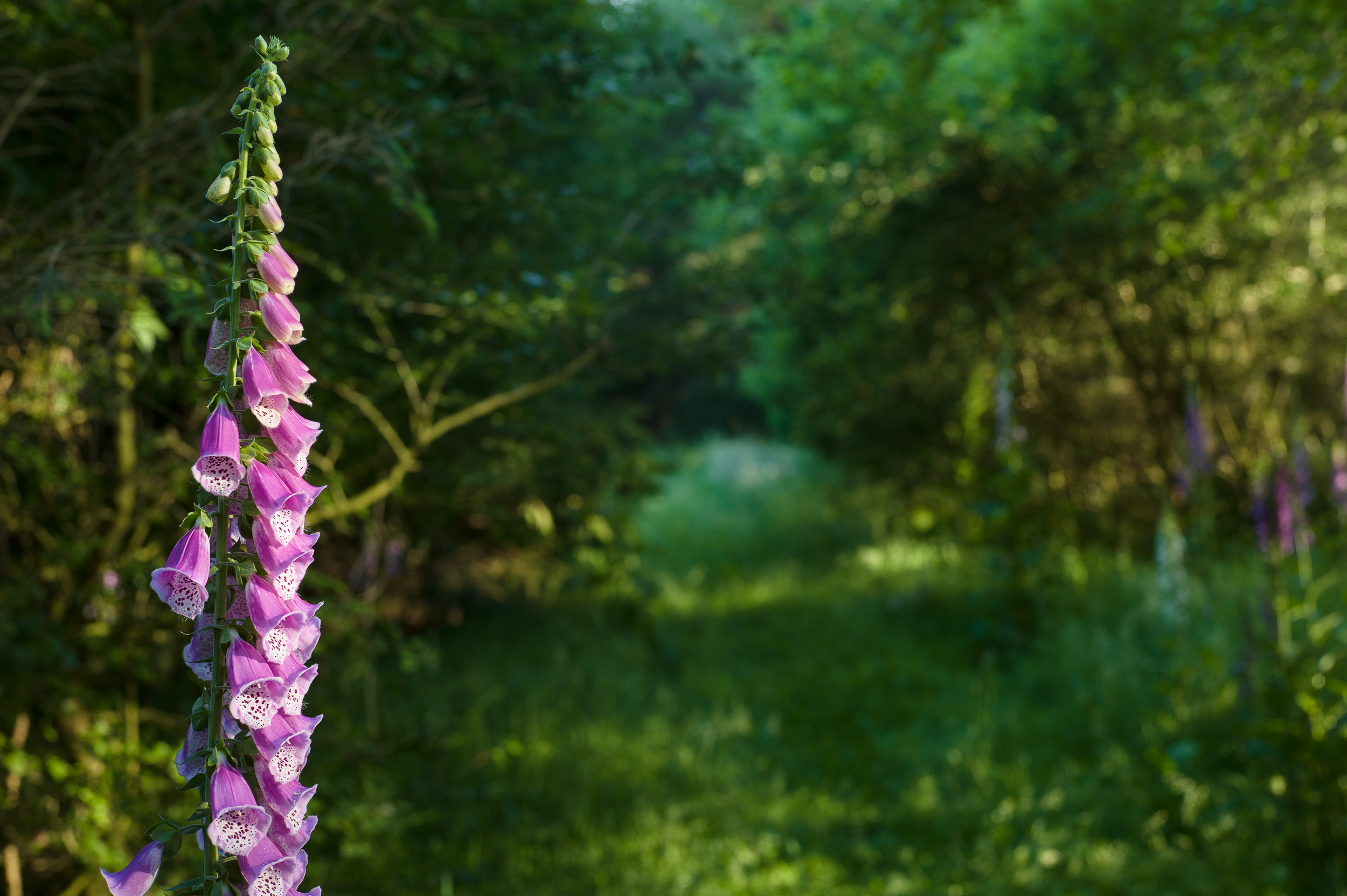 links Digitales, Vingerhoedskruid, en een vaag pad naar de verte.