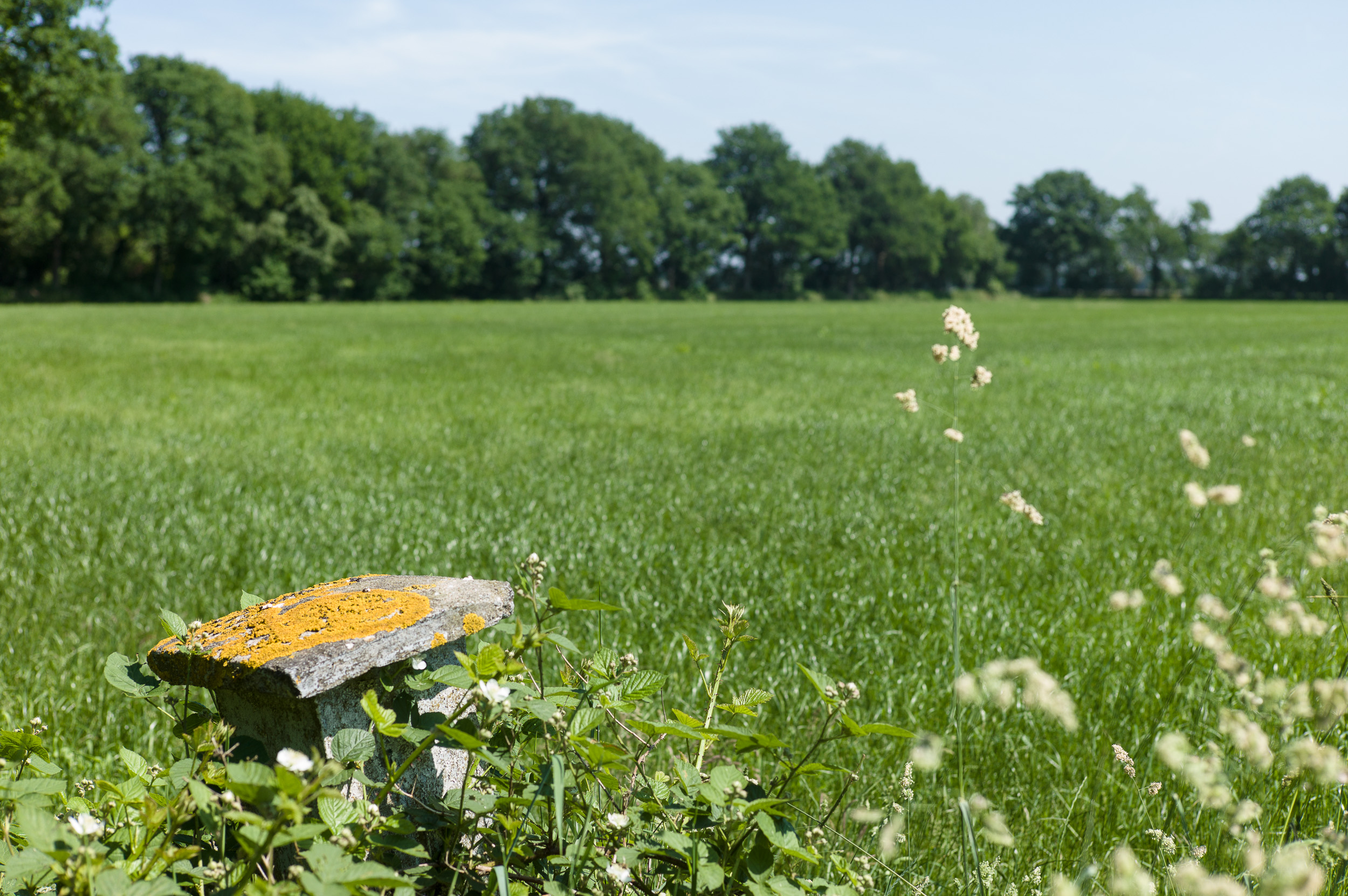Een met geel mos begroeide betonnen paal in het weiland