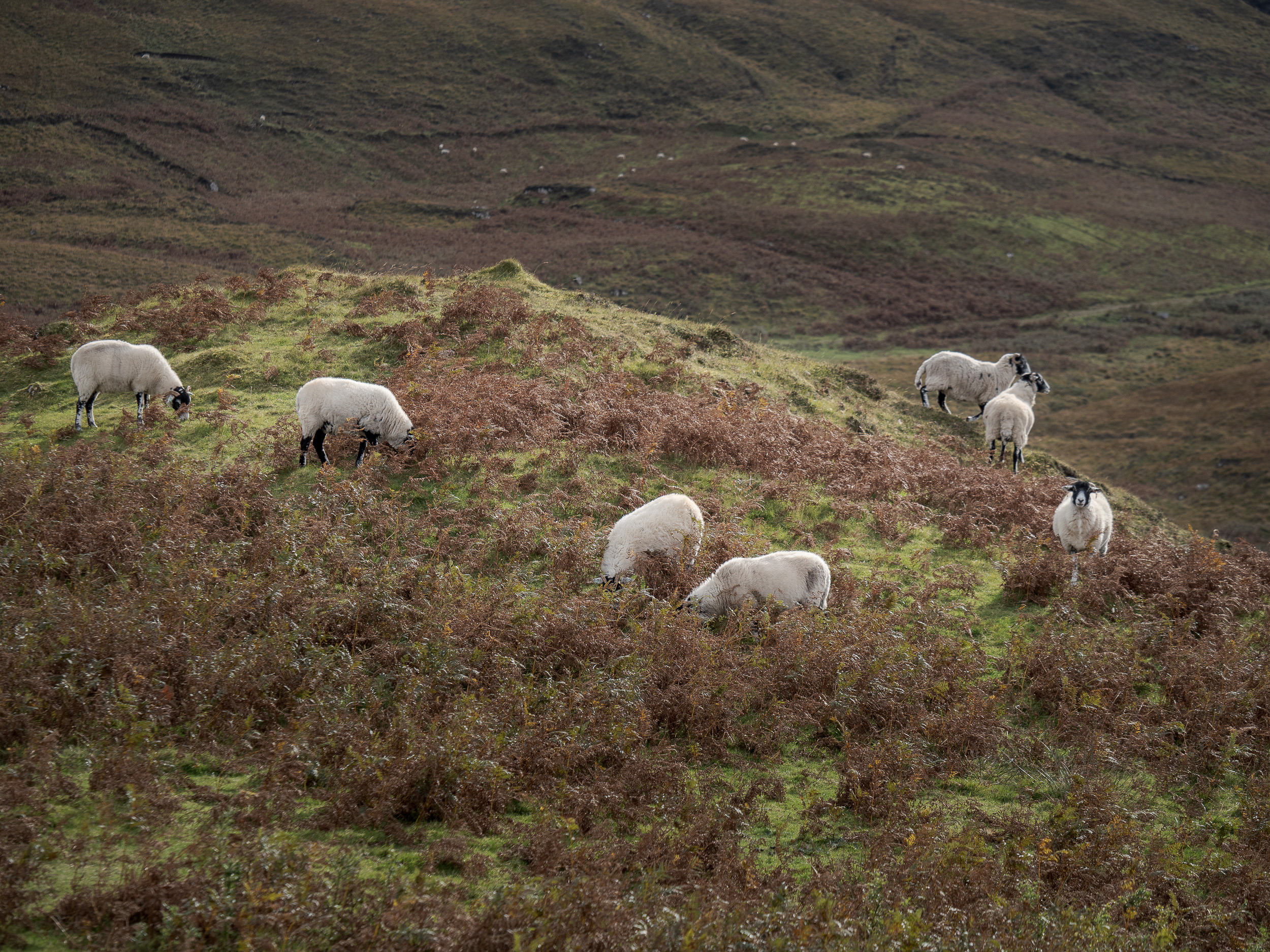 Een cirkel schapen op een heuveltop