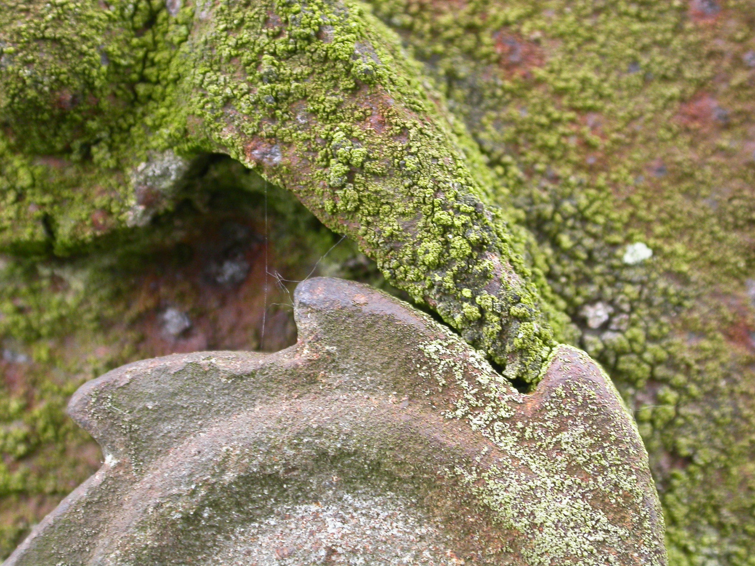 Een oude draadspanner, roestig en bemost.