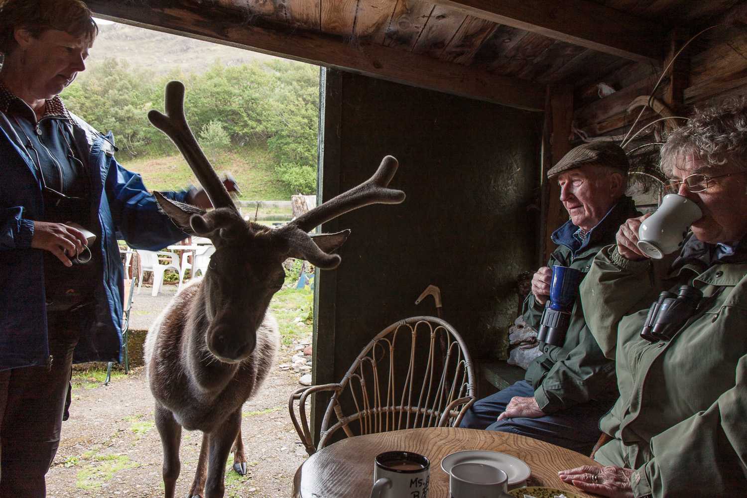 Een edelhert in een café.