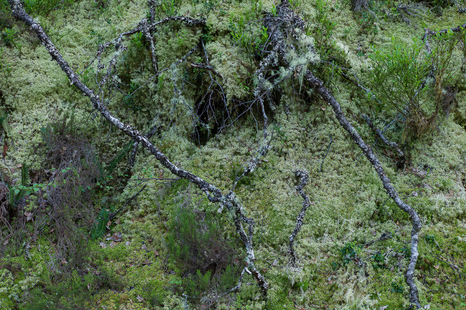 een oud bos, mos groeit op de grond.