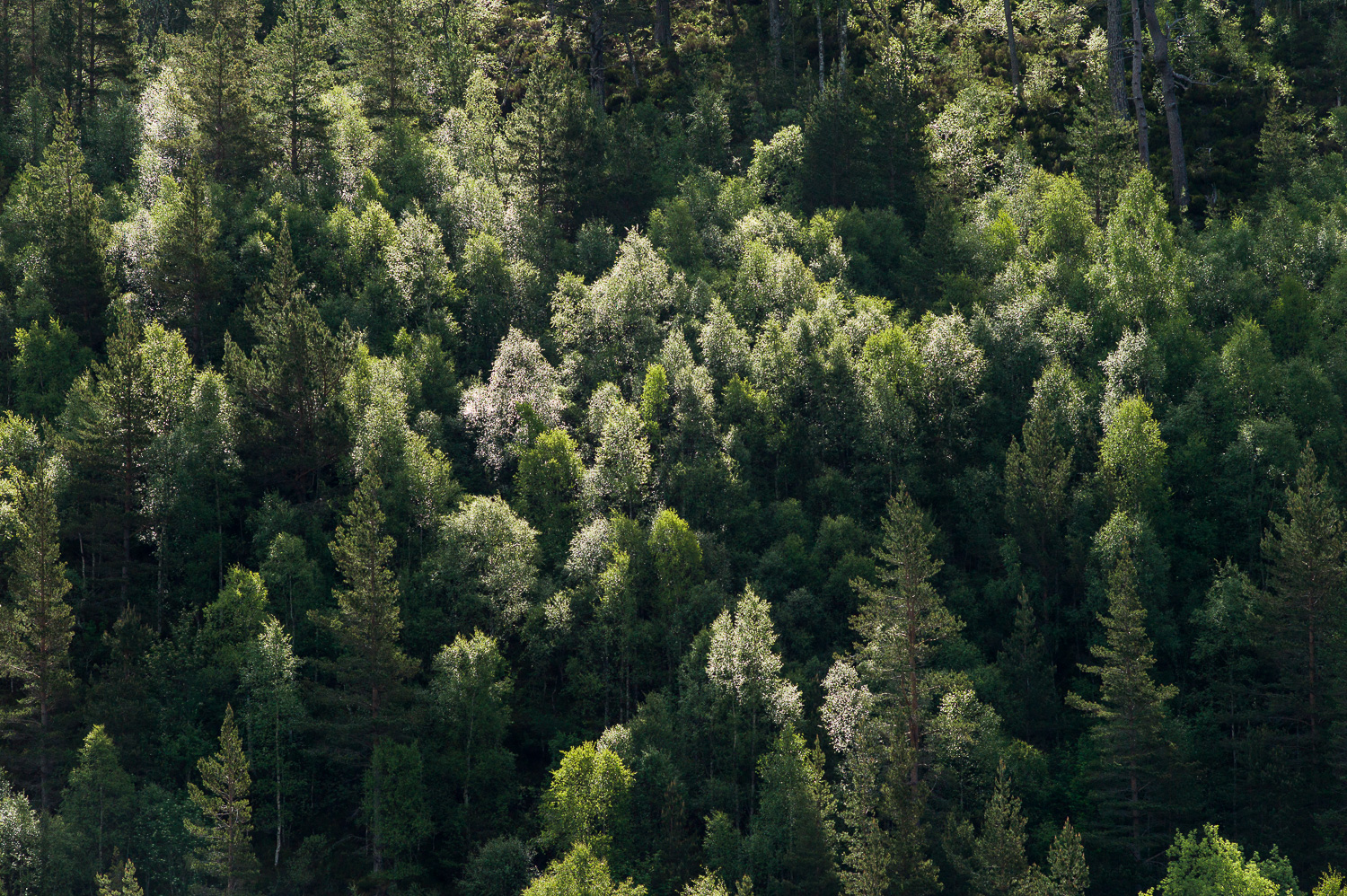 Bomen in de verte, in tegenlicht.