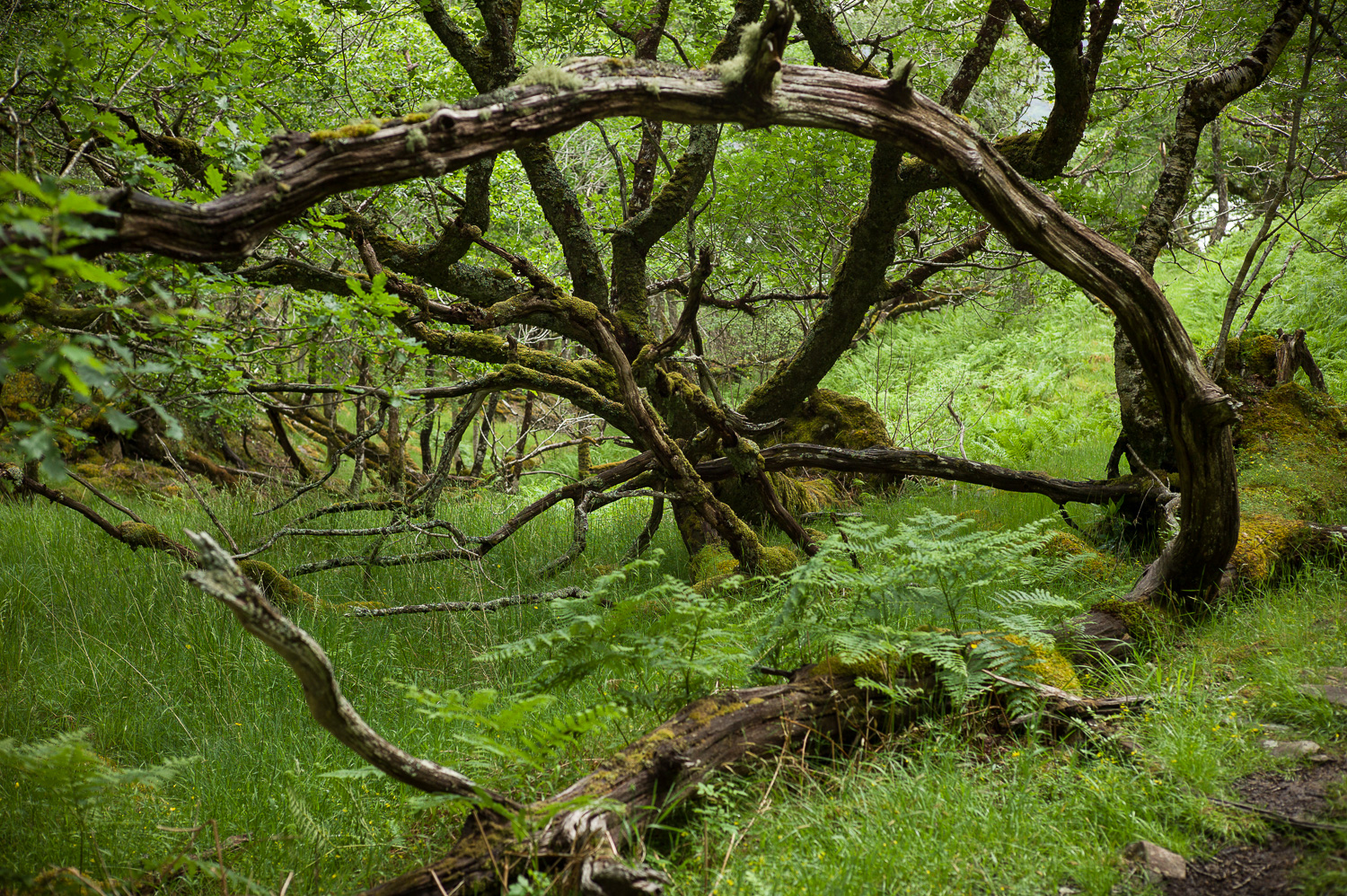 Een kromme oude boom lijkt het begin van een tunnel in het bos.